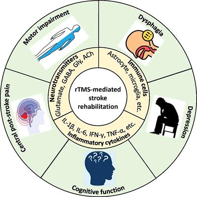 Repetitive transcranial magnetic stimulation for stroke rehabilitation: insights into the molecular and cellular mechanisms of neuroinflammation